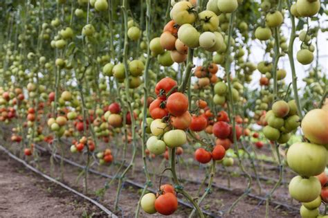 Come Coltivare Il Pomodoro In Orto Biodinamico