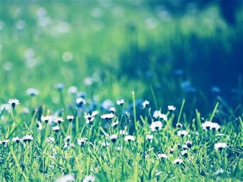 Daisies Field Mac Wallpaper Download Allmacwallpaper