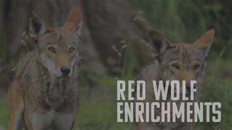Red Wolf Enrichment Fossil Rim Youtube