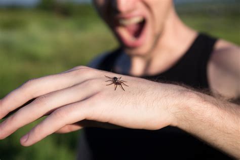 Spider Bites Watsons Health