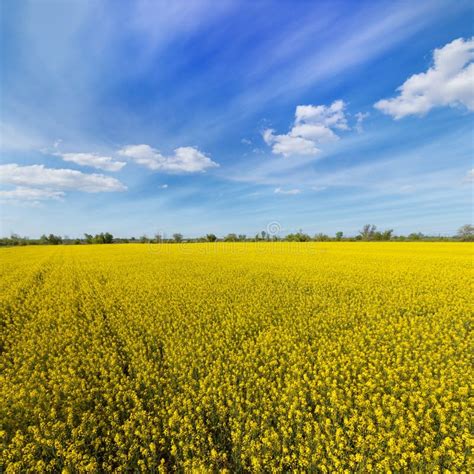 Photo Canola Field Stock Image Image Of Agriculture 158081921