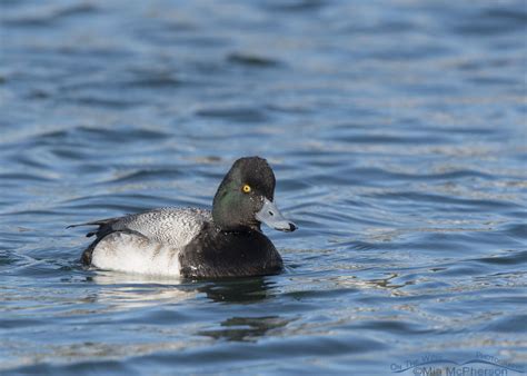 Lesser Scaup Images On The Wing Photography
