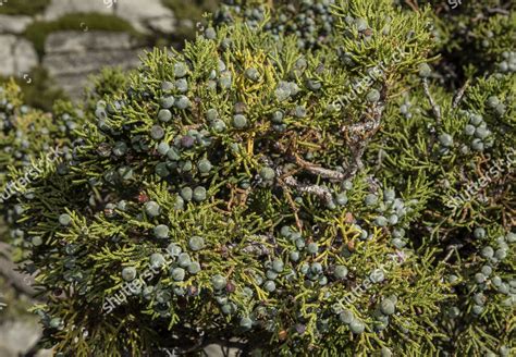 Fruits Berries Sierra Juniper Juniperus Grandis Editorial Stock Photo