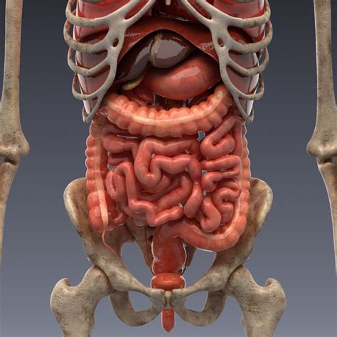 Internal Organs 3d Model Ad Internal Organs Model Human Organ Riset