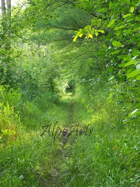 Green Nature Path 8x10 Color Photo Tunnel Of Trees By Alpoarts 3000
