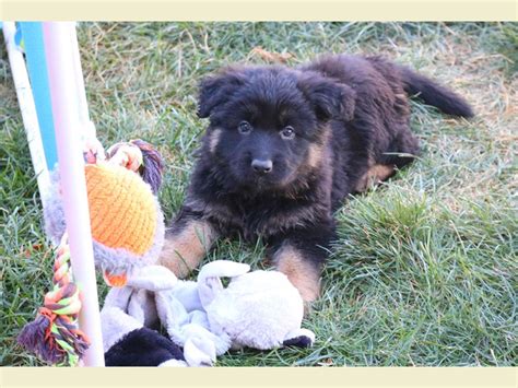 Bi Colored And Black German Shepherd Puppies For Sale