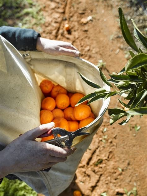 Image Of Fruit Picker With Bag Of Mandarins And Pruner Austockphoto