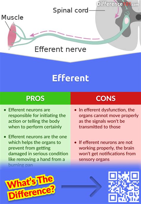 Afferent Vs Efferent 6 Key Differences Pros And Cons Similarities