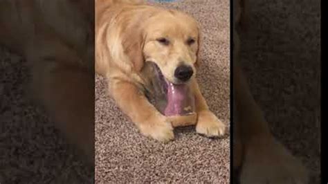 Dog Wants Last Lick Of Peanut Butter Viralhog Youtube