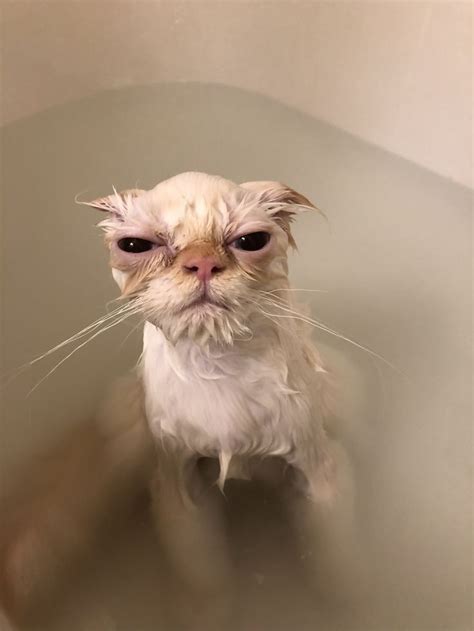 White Mad Cursed Bathing Cat Staring At You Madly Cute Kat Twitter