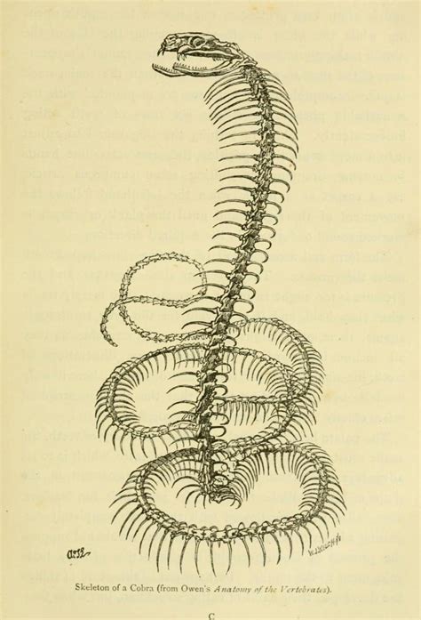 Cobra Skeleton Prepared To Strike I Probably Biomedical Ephemera