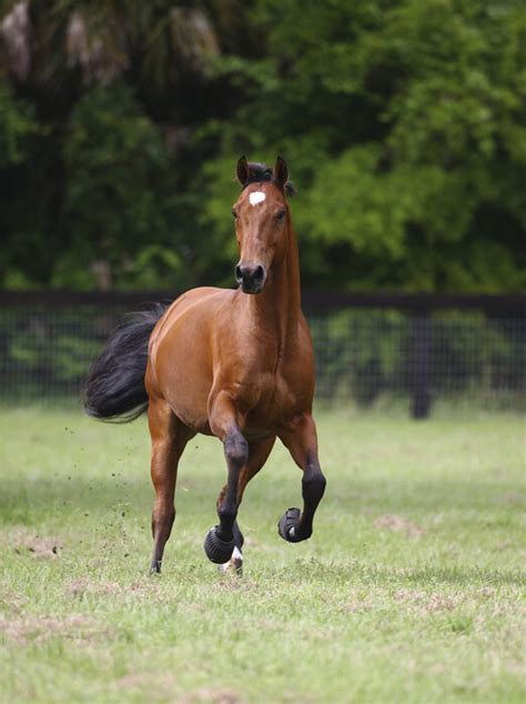 Galloping Quarter Horse Mit Fototapeten Einrichten Photowall