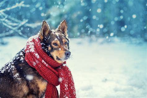 Buy and sell dogs and puppies, post local free classifieds in maryland. Tips to Help Keep Your Dog Comfortable in the Snow ...