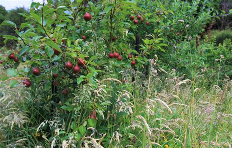 How To Plant Prune Deciduous Fruit Trees ⋆ Edible Backyard