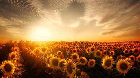 2560x1440 Sunflowers Sunset 1440p Resolution Hd 4k Wallpapersimages