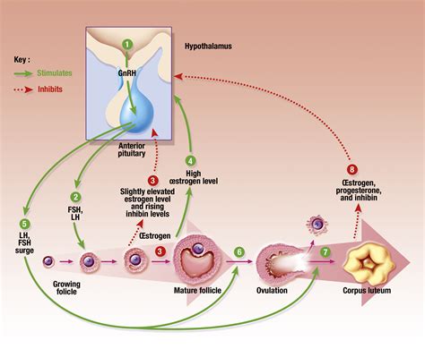 Hormones And Your Menstrual Cycle