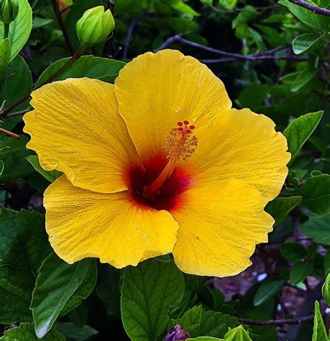 What Is The National Flower Of Hawaiki Quora