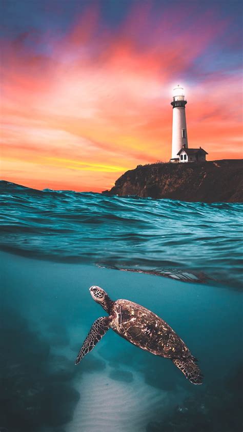 Sea Turtle Beach Light House Natural Beauty Graphy Sky Sunset