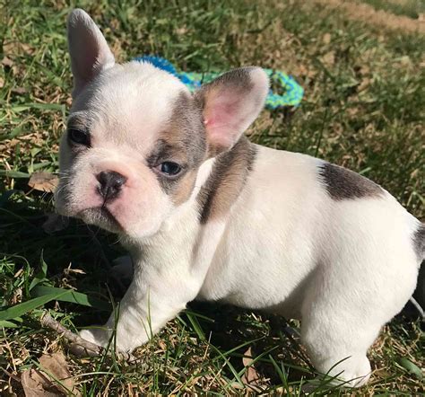 In the nineteenth century, the bulldog was fairly popular in england, especially around nottingham. french bulldog puppies for sale