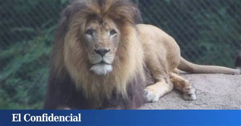 Virales Una Leona Mata Al Padre De Sus Cachorros En Un Zoo De Eeuu