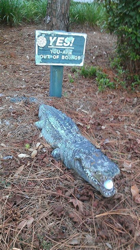 Alligators On Hilton Head Island Hilton Head Island