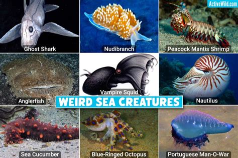 Bizarre Sea Creatures Data Footage And Info Worlds Strangest Ocean