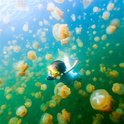 Swim With Thousands Of Golden Jellyfish In Palau Micronesia