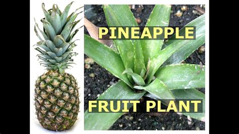 How To Grow Pineapple Fruit Plant Using Crown Top