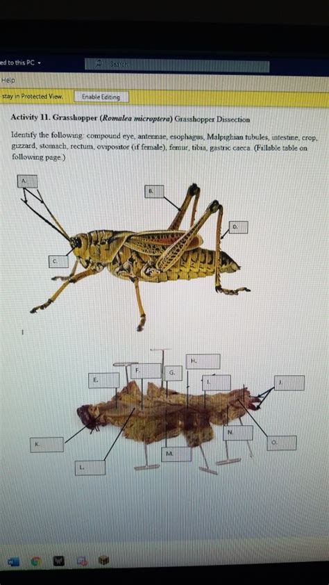 Shell, carapace… get it? hahaha. Grashopper, Carapace / Arthropoda Crayfish Grasshopper ...