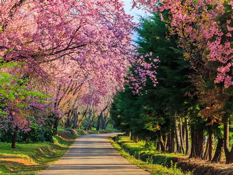 Fonds Décran Printemps Futura