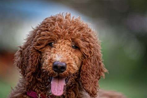 The 18 Greatest Dog Smiles Ever Red Poodles Smiling Dogs Poodle