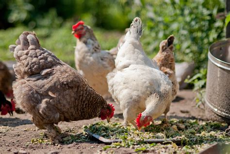 A Beginners Guide To Feeding Your Backyard Chickens