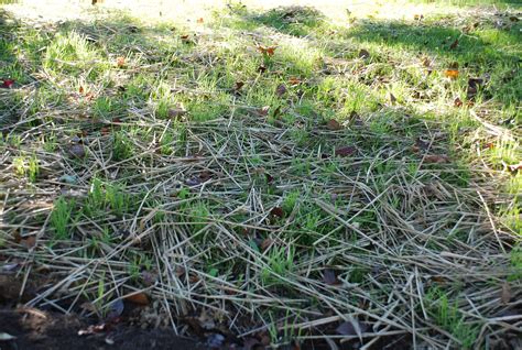 Deadline Approaching For Seedingrenovating Lawns What Grows There