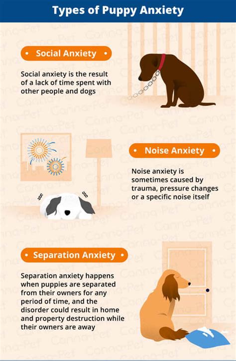 Anxiety And Fear In Puppies 28 Symptoms √ Natural Healthy Remedies