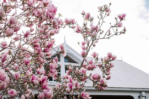 How To Grow And Care For Saucer Magnolia