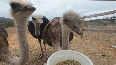 Ostrichland Usa Buellton Ca Lots Of Ostriches Lots Of Fun Muchas