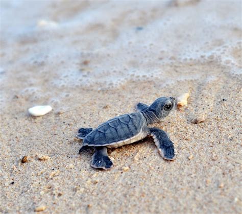 Call For Application Marine Turtle Conservation Volunteer Programme