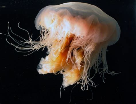 Larger lion's mane jellyfish will be a vivid crimson to dark purple color where smaller ones will be a lighter orange or tan color, sometimes being completely colorless. The Lion's Mane Jellyfish Is More Dangerous Dead Than Alive - Animal Encyclopedia