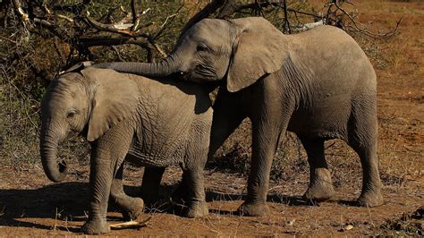 La Popolazione Di Elefanti Del Kenya è Più Che Raddoppiata In Trentanni