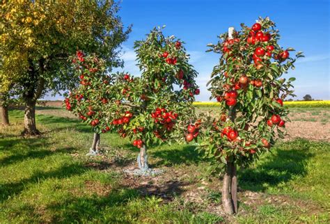 Pre order bare root fruit trees and get 25% off freight. Black Gold Planting Bare Root Fruit Trees - Black Gold