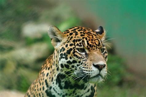Los 10 Animales De La Selva Más Asombrosos