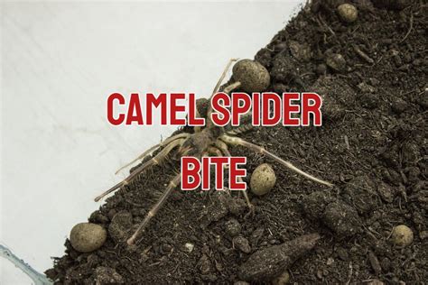 Iraq Camel Spider Bite Symptoms 4 Popular Camel Spider Myths And The
