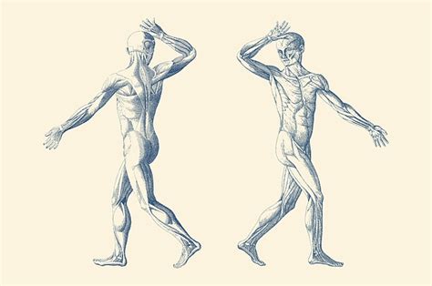 Human Muscular System Dual View Vintage Anatomy Poster Fleece