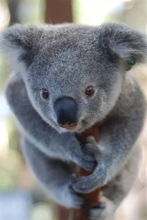 Baby Koala Baby Koala Elsa At The Australian Reptile Park Becomes An