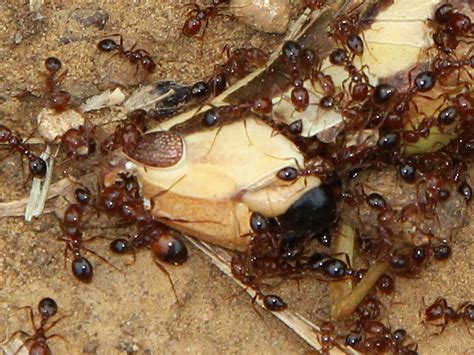 Red Imported Fire Ant Feeding On A Two Striped Mermiria Dfw Urban