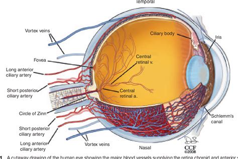 Schematic Cross Section Showing The Retinal Blood Ves