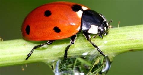 Another homemade insect spray for tomatoes and other vegetable plants is a blend of cayenne pepper. Pests And Bug Control For Outdoor Marijuana Plants (Guide ...