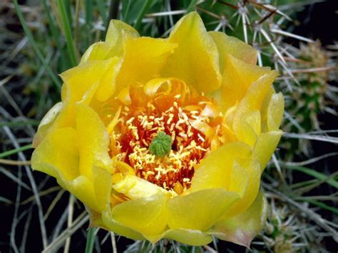 Opuntia humifusa aka devil's tongue, indian fig, or prickly pear wild edible cactus plant, how to identify, harvest, prepare prickly pear cactus juice | how to make prickly pear cactus juice (or syrup/recipe). Where to see cacti in bloom in Colorado - Denver7 ...