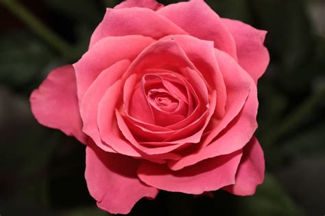 Free Images Flower Petal Pink Rose Floribunda Macro Photography