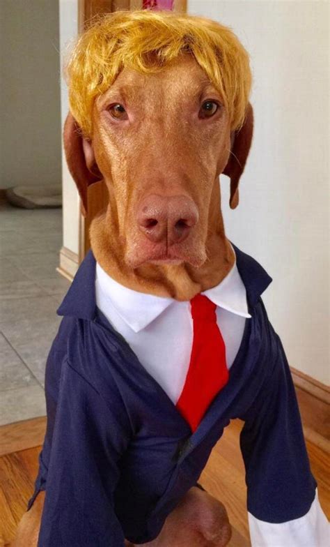 Psbattle This Dog In A Suit Rphotoshopbattles